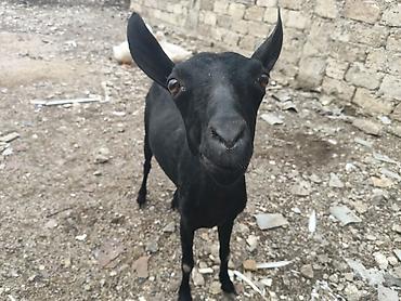 Mal-qara: Təcili satılır! Cinsi: Mursiya (Murciano-Granadina) Yaşı: Yaş yarım — 2