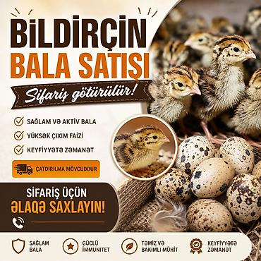 çin bıldırcını: Bildirçin bala satışı – sifariş qəbul olunur qiymət 70 qəpik say çox — 3