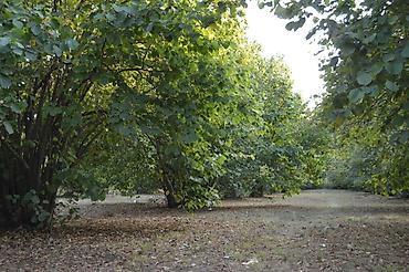 qubada torpaq sahesi satilir: 55 sot, Tikinti, Mülkiyyətçi, Kupça (Çıxarış) — 7