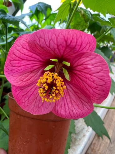 Садовые цветы и кустарники: Абутулионы — 24