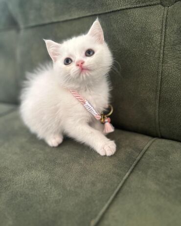 Pişiklər: Şotland, Dişi -da lalafo.az — 4 Pişiklər: Şotland, Dişi — 4