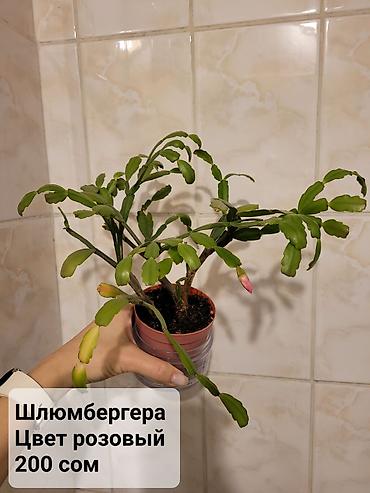 хойи: Цветы в ассортименте
Цена и название на фото — 8