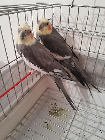 карелла: 2 eded saglam karellalar satilir 1 yaşlari olar ya olmaz. Biri danisir — 5