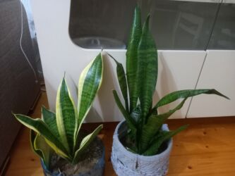 kalanxoye bitkisi: Dekor güllər