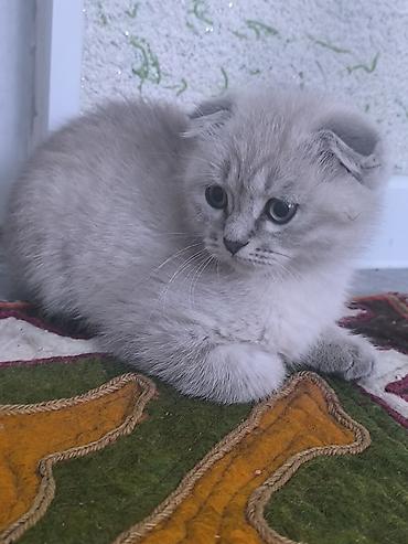 кошка шотландская вислоухая: Шотландский вислоухий котёнок (Scottish Fold) - Окрас — 5