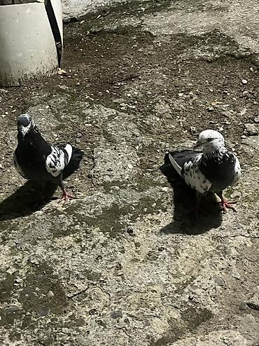 heyvan bazari quslar: Salam şekilde gorsenen bütün heyvanlar satlir heresinin öz qiymeti var — 6