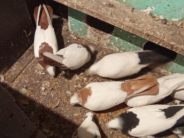 Göyərçinlər: Qırmızı boyun qırmızı quyruq 2 eded ikisidə qızğın erkek,Sarı boyun — 4
