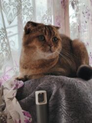 menks cinsi pişik: Британская