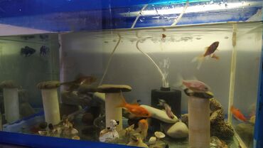 Akvariumlar: Rəngarəng akvarium balıqları və dekorativ akvarium Məhsul təsviri: - — 6