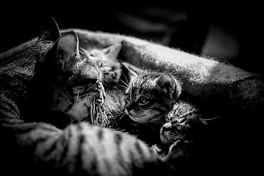 возьму кошку в добрые руки: БЕСПЛАТНО есть 2 котёнка. Самовывоз. Добрые руки. Тянутся к людям — 1