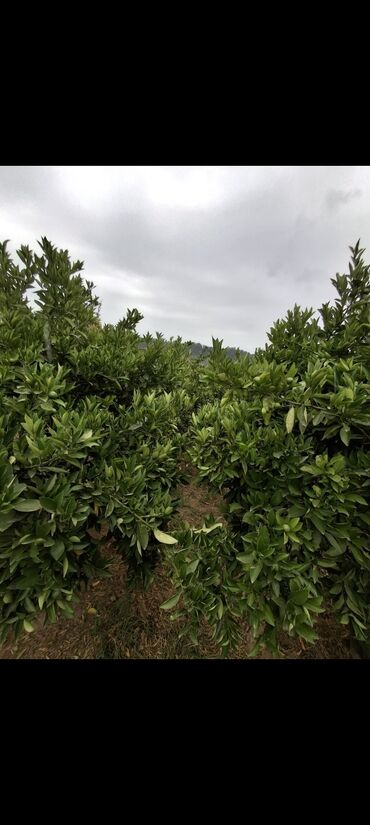 Torpaq sahələrinin satışı: 15 sot, Mülkiyyətçi, Kupça (Çıxarış) -da lalafo.az — 12 Torpaq sahələrinin satışı: 15 sot, Mülkiyyətçi, Kupça (Çıxarış) — 12