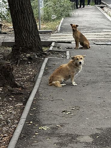Отдам даром собаку: Щенки метисы среднего размера - Помёт щенков разной масти: рыжие — 5