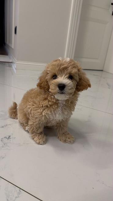 itlərin satşı: Maltipoo 3 ayliq erkek satilir — 1