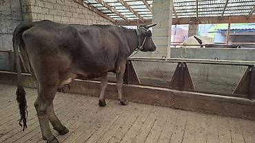 Коровы, быки: Продаю | Корова (самка) — 7