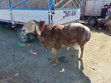 Баран, овца: Продаю | Баран (самец) | Арашан — 6