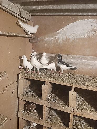 feniks quşu: 7 dene qusdu biri 5 manatdan qusdar göz qabaqinda unvan ayraport teref — 3