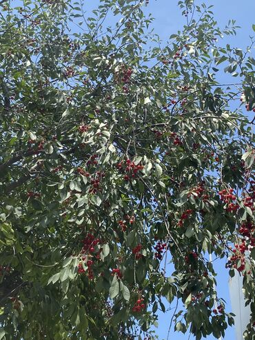 Köhnə tikili: Gəncə, 6 otaqlı, Köhnə tikili, 3 kv. m — 14