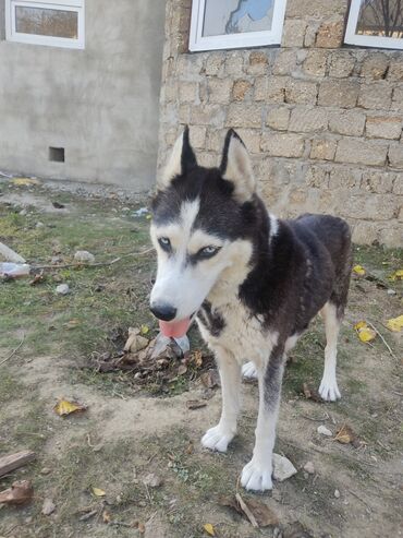 İtlər: Xaski, 1 il, Dişi, Peyvəndli -da lalafo.az — 2 İtlər: Xaski, 1 il, Dişi, Peyvəndli — 2
