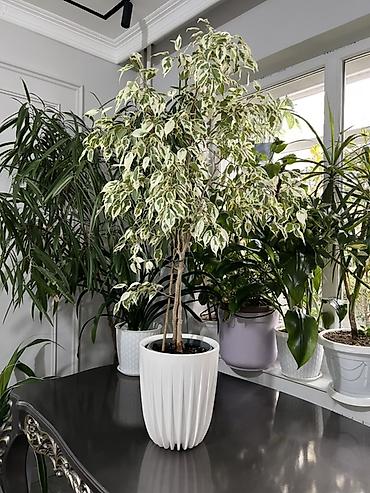 Диффенбахии: Комнатные растения в декоративных горшках - Диффенбахия крупнолистная — 27