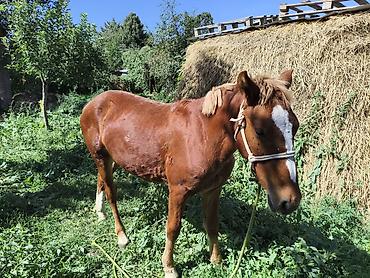 белые лошади ош: Продаю | Конь (самец) | Полукровка | Племенные — 4