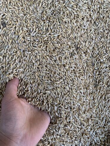 Зерновые культуры: Семена и саженцы Ячменя