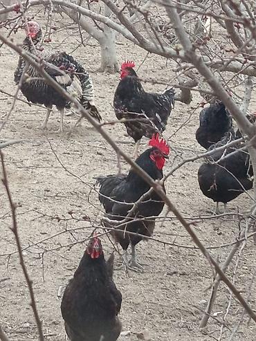 Toyuqlar: Toyuq, Australorp, Damazlıq, Ünvandan götürmə — 5