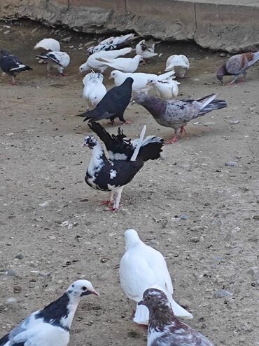 amadin qusu: 2 side qızĝın mayadı qiymet sondu saĝlam quşdardı
