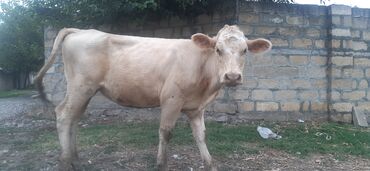 simmental cinsi: Dişi, Simental, il: 2, 300 kq, Damazlıq, Ünvandan götürmə