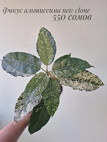 фикусы: 🌿 В продаже фикусы разных сортов (детки/молодыерастения). 💚 Названия — 8