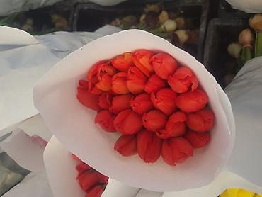 Букеты из живых цветов: 🔥 **ТЮЛЬПАНЫ ОПТОМ К 8 МАРТА ПРЯМО ИЗ ТЕПЛИЦЫ** 🔥 Голландские at lalafo.kg — 17 Букеты из живых цветов: 🔥 **ТЮЛЬПАНЫ ОПТОМ К 8 МАРТА ПРЯМО ИЗ ТЕПЛИЦЫ** 🔥 Голландские — 17