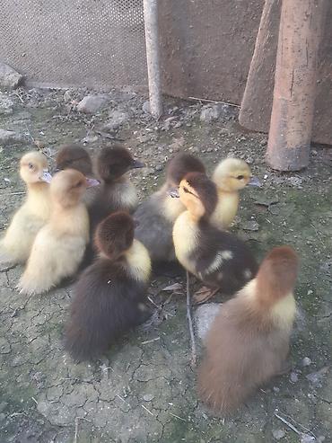 Ördəklər: Erkək, | Macar, Damazlıq, Ünvandan götürmə — 9