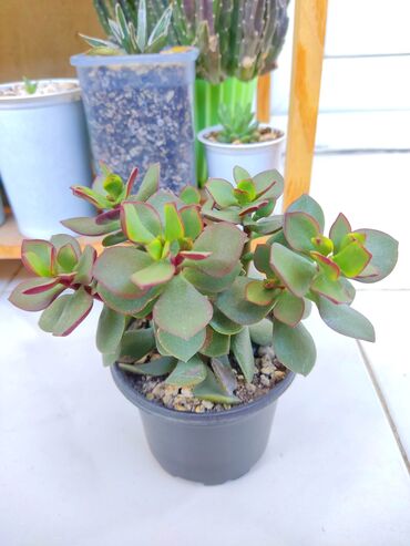 Otaq bitkiləri: Krassula. Sukkulent. Baxim chox sadedi. Sumqayit lalafo.az -da Otaq bitkiləri: Krassula. Sukkulent. Baxim chox sadedi. Sumqayit