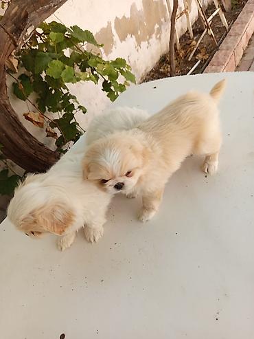 xasqi balası: 45 günlük Pekines balaları gısa burun təmiz cins iki erkek bir — 5