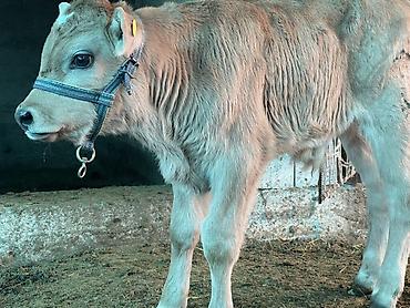 Коровы, быки: Продаю | Музоо, торпок | Полукровка | На откорм | Племенные — 9