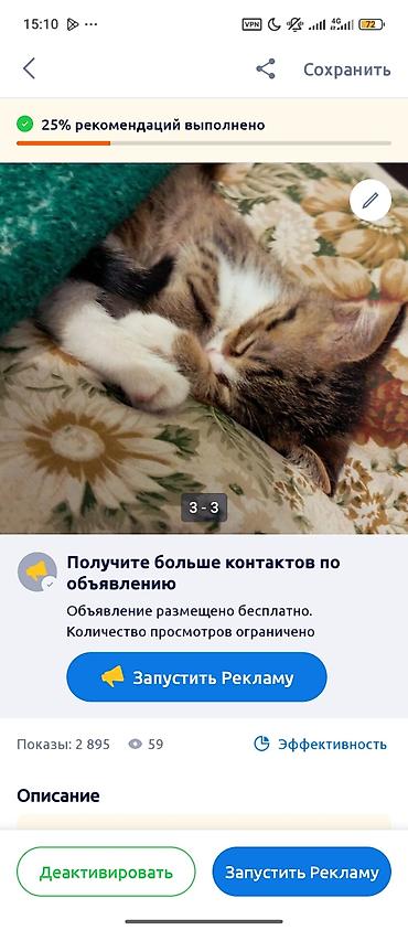 сиамская кошка даром: Отдаю котенка даром — 4