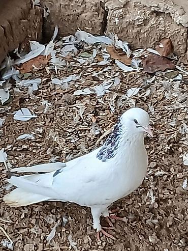 Göyərçinlər: Qiymət hamısına aitdir qiymətdə razılaşmaq olar — 13