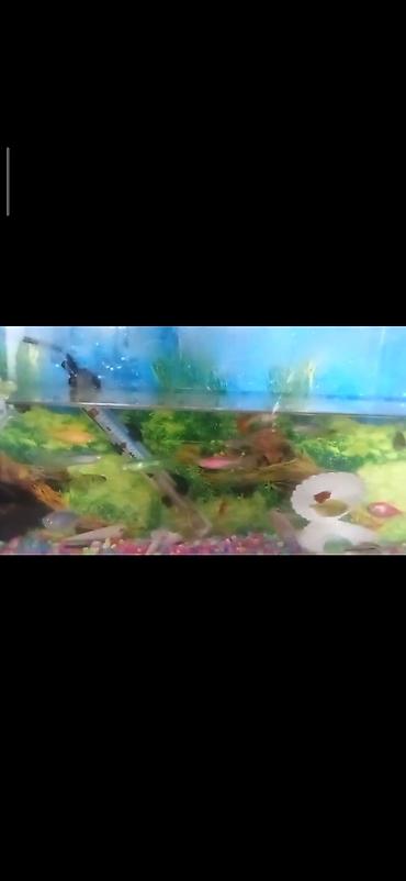 tri kota: Akvaryum komplekti - Şüşə akvaryum, təxminən orta ölçü (düzbucaqlı — 3
