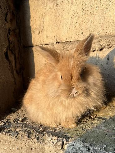 Декоративные кролики: Декоративные кролики (длинношёрстные, тип львиноголовый/карликовый) — 9