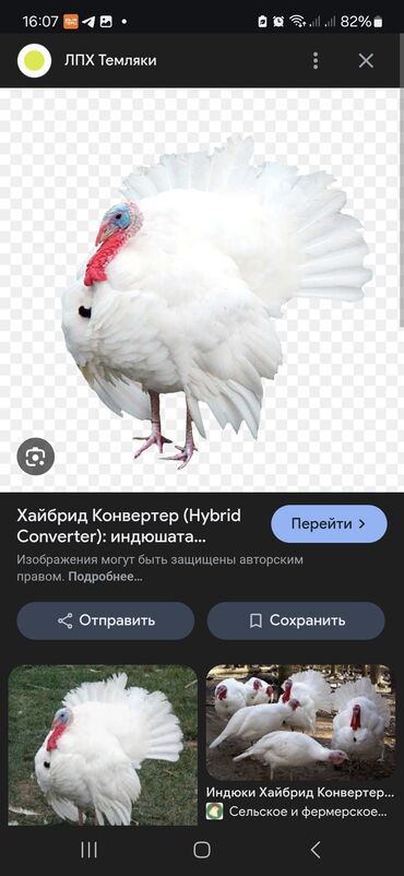 в связи с переездом отдам попугая жако в добрые руки: Продаю | Индюшка (самка), Индюк (самец) | Бройлерная | На забой, Для разведения | Племенные