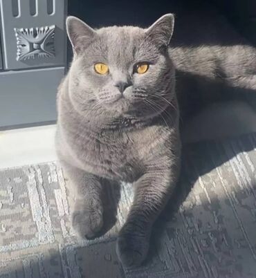 жалал абад кошка: Вязка!Предлагаю крупного шотландского котика на Вязку.Скоттиш