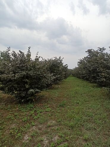 sekide torpaq satilir 2020: 70 sot, Kənd təsərrüfatı, Mülkiyyətçi, Kupça (Çıxarış)