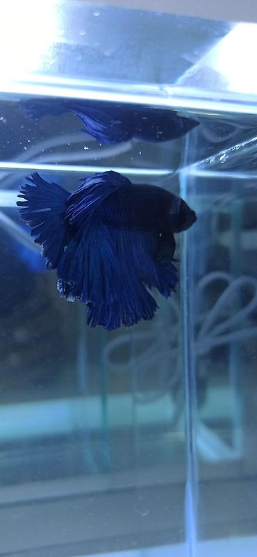 Balıqlar: Betta (Petuşok balığı), Ünvandan götürmə — 8