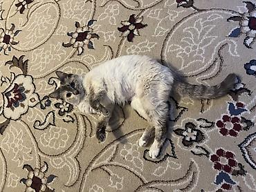 балинезийская кошка цена: 2 года, Девочка, Кастрирована, Приучена к лотку, Проглистована — 3