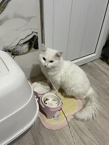 Котики