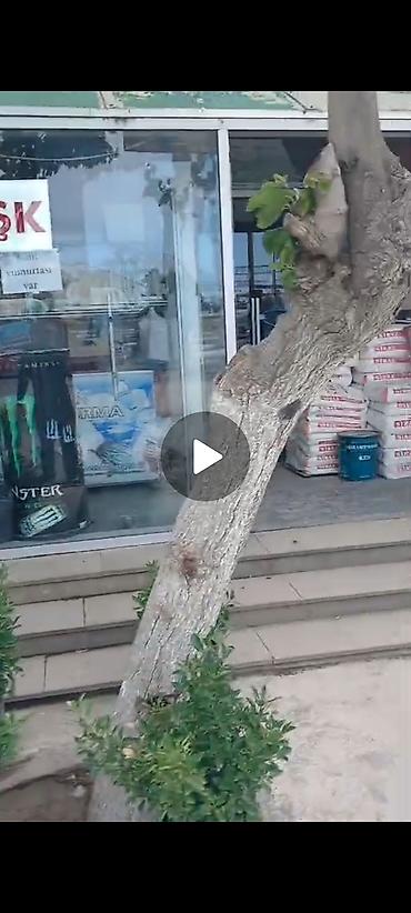 kiraye gence: Obyekt icareye verilir 100kv yaninda kosk doner xana kafe var 3 — 5