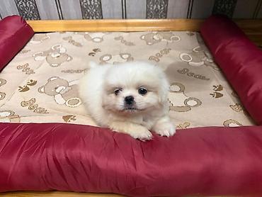 pes alım satım: Pekines, 1 ay, Erkək, Sənədli, Ünvandan götürmə, Pulsuz çatdırılma — 2