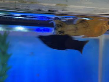 Balıqlar: Sülhsevər, Ödənişli çatdırılma -da lalafo.az — 15 Balıqlar: Sülhsevər, Ödənişli çatdırılma — 15