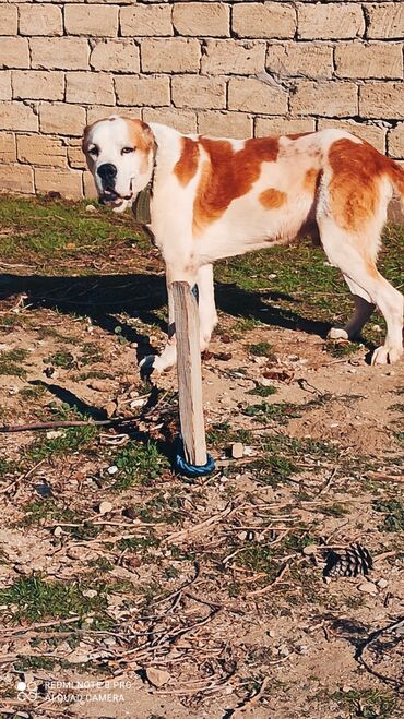 İtlər: Alabay, 1 il, Erkek, Peyvəndli, Ünvandan götürmə — 8