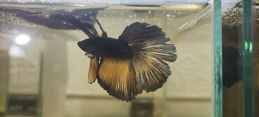 Рыбы: Петушки (Betta splendens), декоративные самцы с роскошными — 3