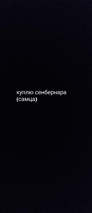 Иттер сатылат: Сенбернар, 3 айлык, Эркек, Ит тегин тастыктоочу документ — 1